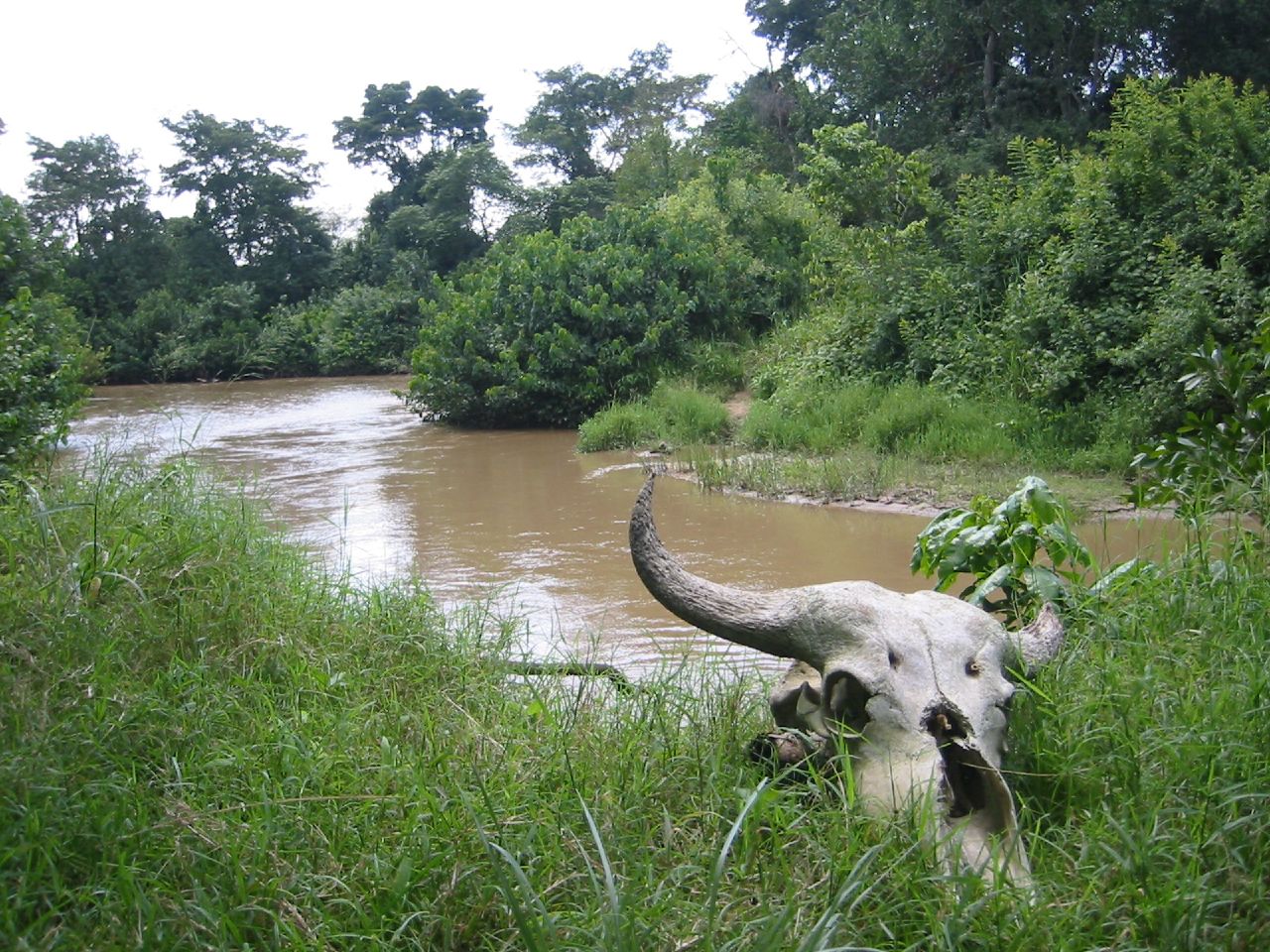 Congo River