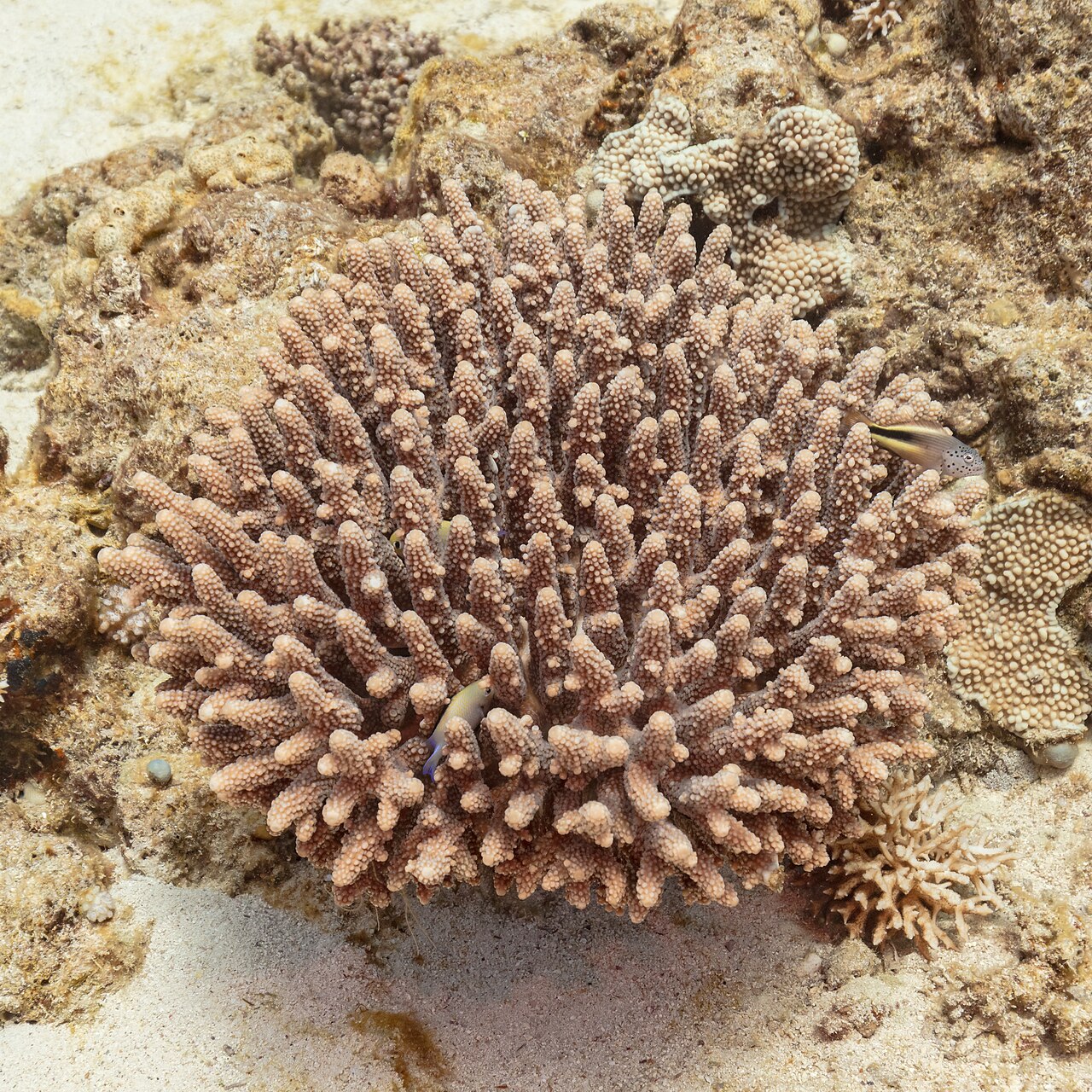 Coral Sea