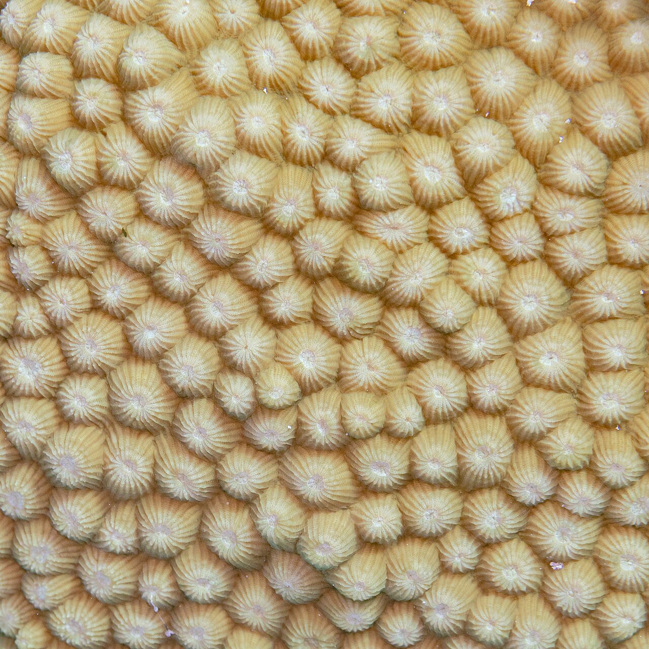 Coral Sea