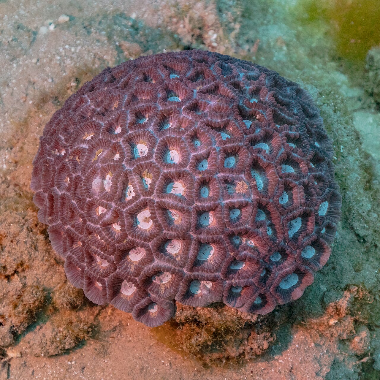 Coral Sea