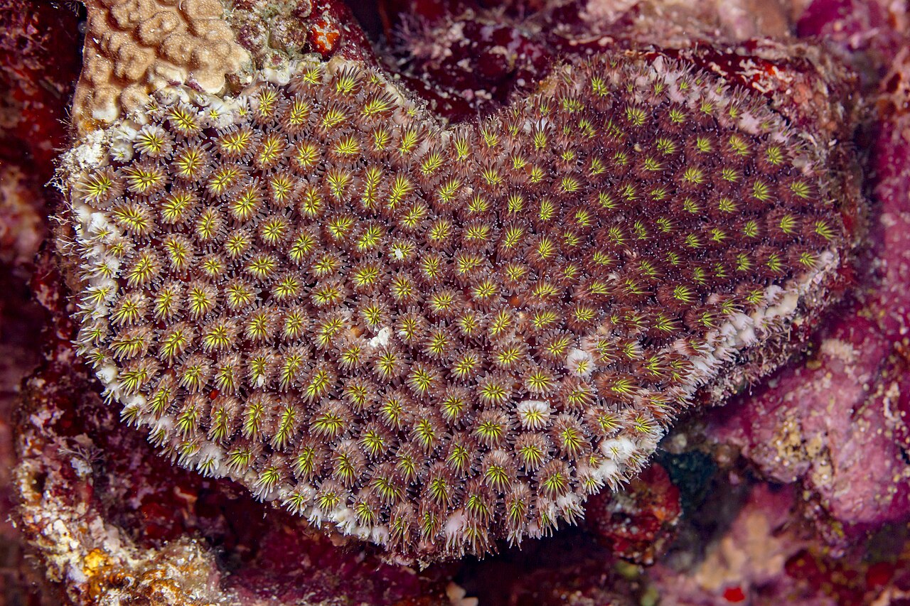 Coral Sea
