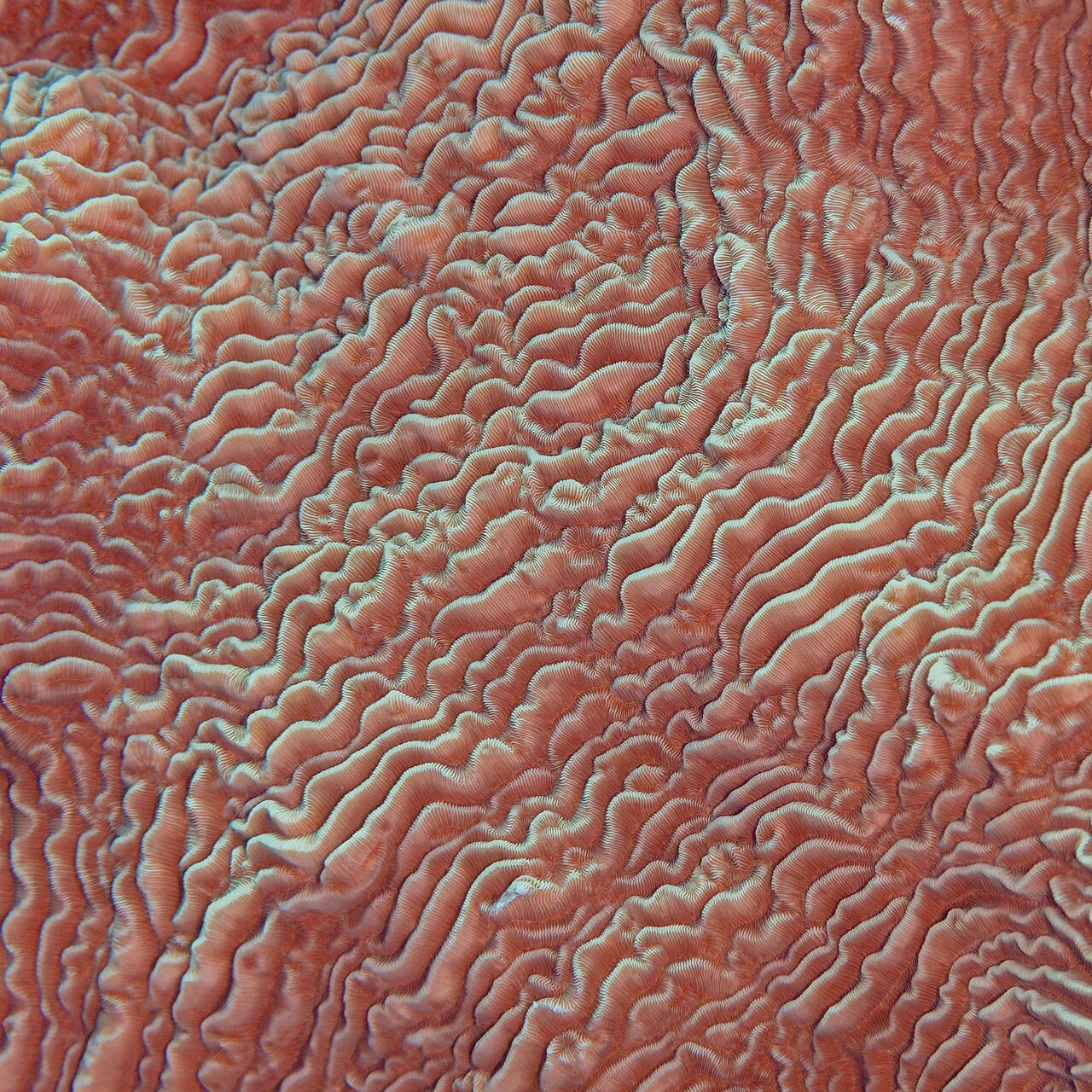 Coral Sea
