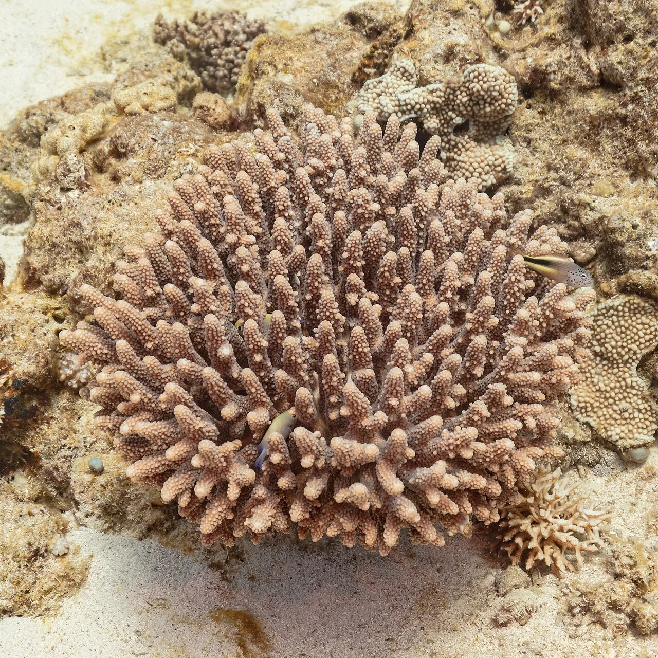Coral Sea